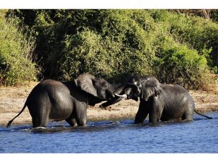Seasonal Luxury in Botswana &ndash; Why the Green Season Shouldn&rsquo;t Be Missed
