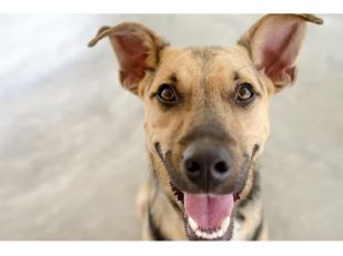 From Plaque to Pearly Whites: The Best Luxury Dental Supplements for Discerning Dogs