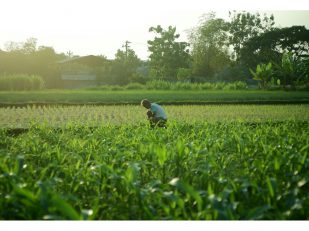 Everything You Can Do With Your Fields Once Farming Is Finished