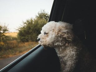 Tips for Keeping Your Car Dog-Hair and Mud-Free After Adventure