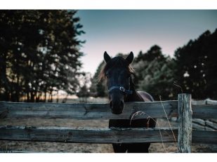 How to Create a World-Class Equestrian Experience at Home: Essential Design & Comfort Tips