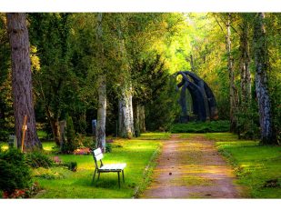 Better Trees, Better Yards: How Tree Pruning Improves Landscapes