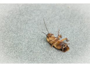 How Pest Control SEO Services Drive Local Search Growth