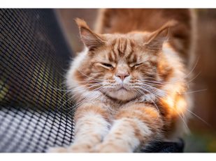 Why Cat Stretching Is Important for Flexibility