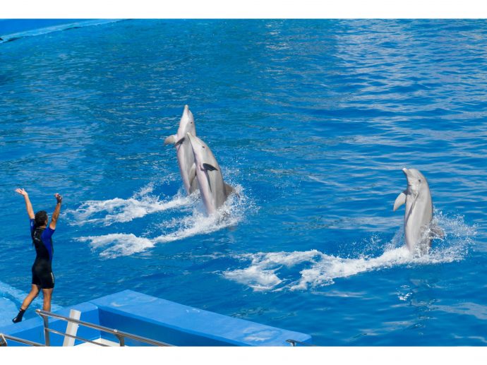 The Benefits of Visiting a Marine-Life Theme Park in Abu Dhabi