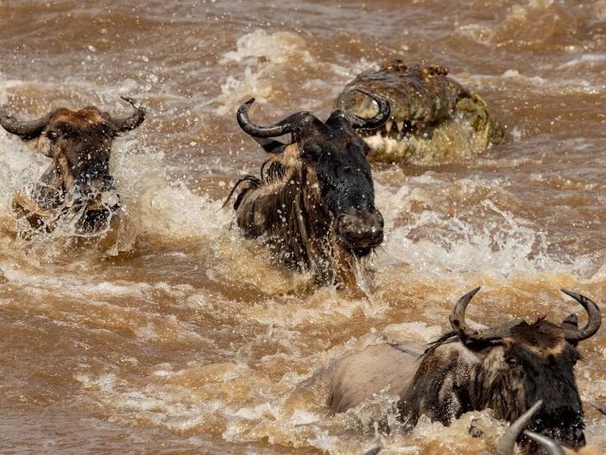 Timing the Extraordinary: The Discerning Traveller's Guide to the Mara River Crossing
