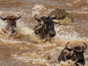 Timing the Extraordinary: The Discerning Traveller's Guide to the Mara River Crossing