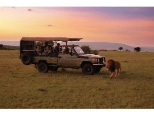 Choosing Your Destination: East Africa vs. Southern Africa