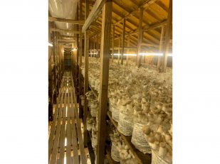 Caputo & Guest Direct-to-Consumer Platform Brings Chef-Quality Organic Mushrooms from Farm to Table
