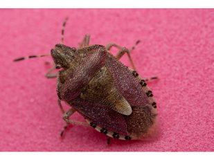 How Bed Bug Treatment in Alaska Actually Works, Step by Step