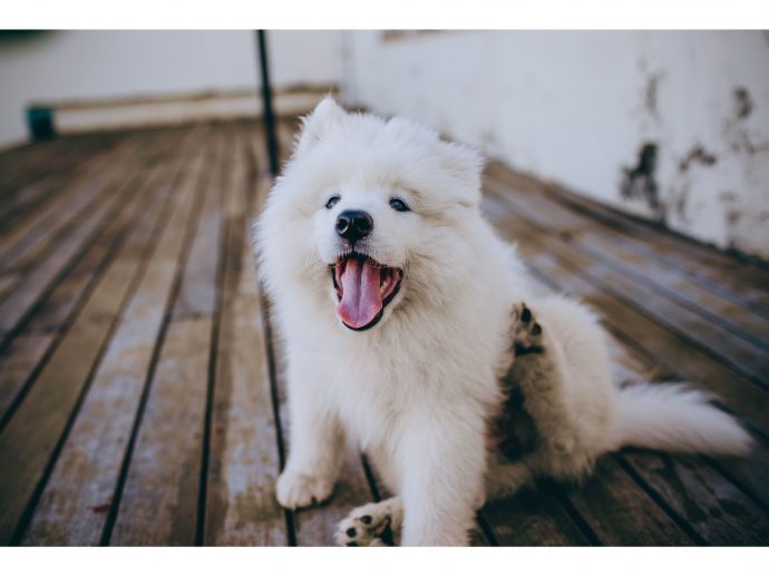 Why Your Dog Is Still Itching After a Medicated Bath: 5 Fixable Mistakes
