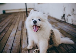 Why Your Dog Is Still Itching After a Medicated Bath: 5 Fixable Mistakes