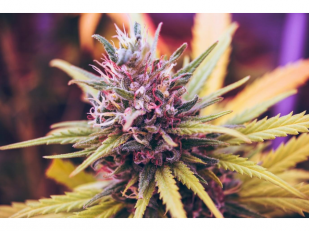 When Did the Grandaddy Purple Strain Become A Marketing Success Story?