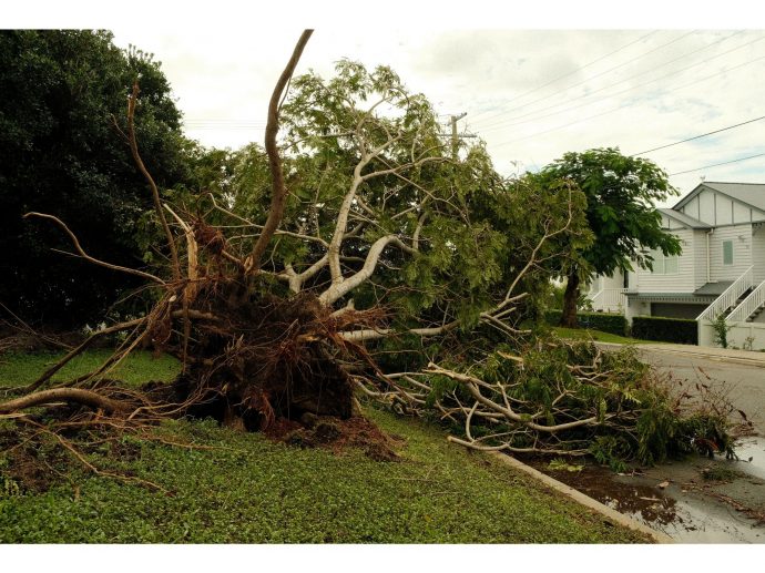 Storm-Damaged Trees in Chesapeake, VA: A Homeowner&rsquo;s Safety Checklist
