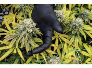 From Seed to Showpiece: Why Growing Rare Cannabis Plants Appeals to Collectors
