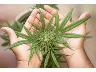 How to Buy Weed and Get the Best Quality?