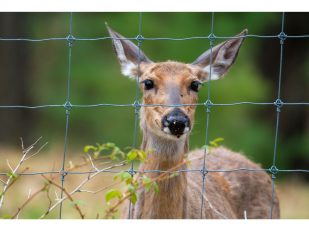 Top 5 Deer Fence Long Island Installers for Your Garden Needs