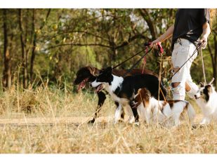 Shorter Days, Shorter Walks: Keeping Your Dog Busy Through Fall