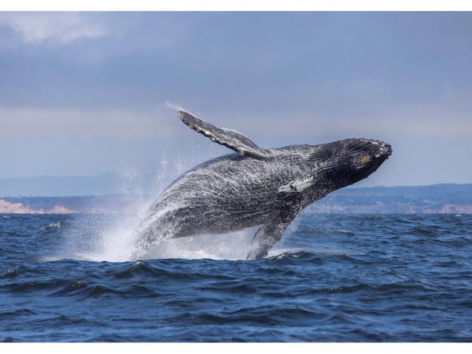 Check Off Your Summer Bucket List: Unforgettable Central Coast Adventures Await at Inns of Monterey