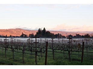 Sequoia Grove Winery Elevates Game Day Entertaining with Chef-Crafted Recipes and Wine Pairings