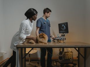 9 Best Pet Insurance Providers (Highest Payouts!)