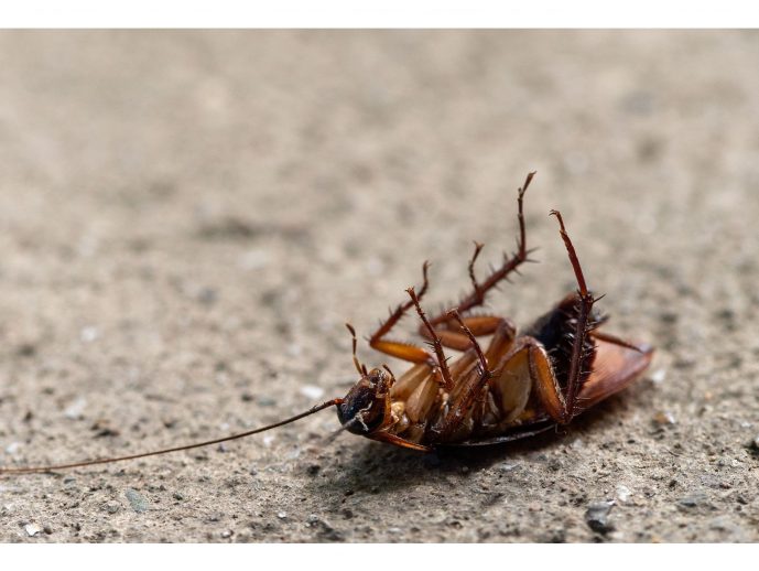 Pet-Safe Pest Control: What Actually Works