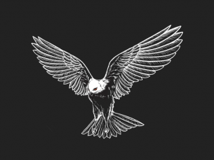 Black Kite Cellars