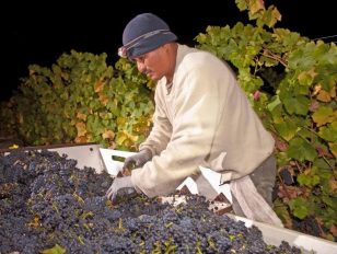 Wine Institute: 2016 California Wine Harvest Report