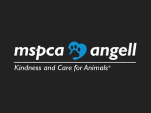 Angell Animal Medical Center