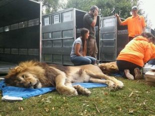 Colorado Sanctuary Rescues Lions, Tigers & Bears from Argentina