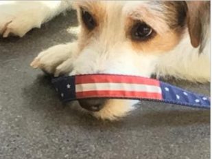 Help Patriotic Pets This Memorial Day