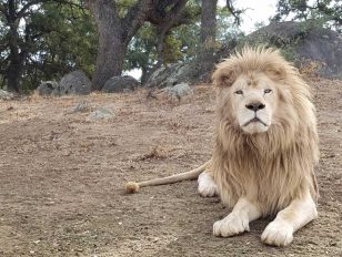 Rare White Lion Released to New Sanctuary Habitat