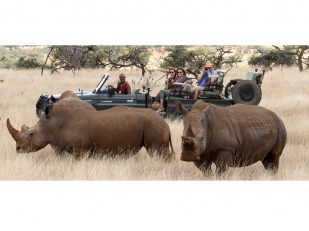 A Collection Of Conservation-Focused Safaris For 2018