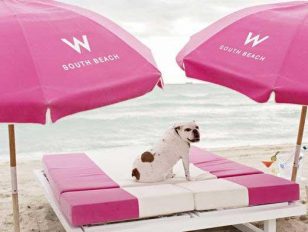 Miami Beach Welcomes Travelers and Their Pets with Pet-Friendly Hotels and Perks