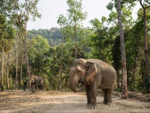 Thai elephant camp is pioneering elephant-friendly tourism in Thailand