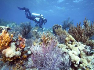 Bonefish Grill Partners With The Nature Conservancy To Help Restore Coral Reefs