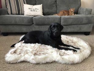 Innovative New Memory Foam Dog Bed from Treat A Dog is Also an Attractive Rug