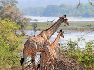 African Parks Announces Malawi's Giraffe Population Grows With Majete Introduction