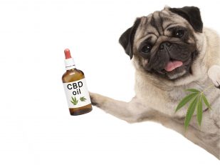 Qualities Of Luxury CBD Oil For Dogs You Should Take Note Of