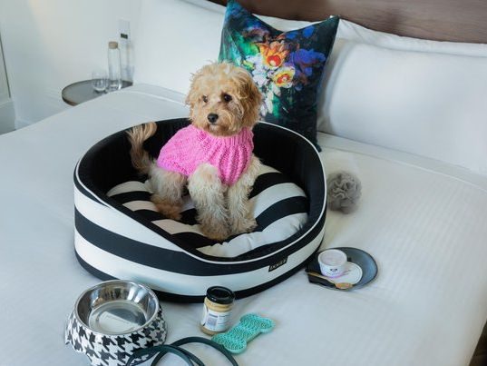 Little Albion Boutique Hotel Launches the Ultimate Uber-Luxe Doggie Staycation Package