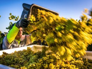 Challenging 2020 Harvest Season Will Yield High Quality California Wines