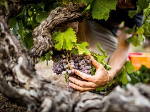 2020 Roussillon Harvest Report: A Vintage With Promises of Quality