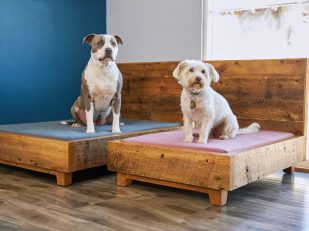 Avocado Green Debuts Made-in-Los-Angeles Sustainable Pet Bed Collection