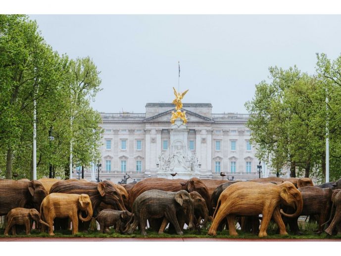 HOUSE of WARIS Launches Certified Elephant-Friendly Black Tea