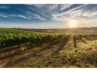 Troon Vineyard Announces Regenerative Organic Certification