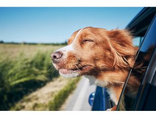 Red Roof® And GoPetFriendly Partner To Make Traveling With Pets Easier This Summer