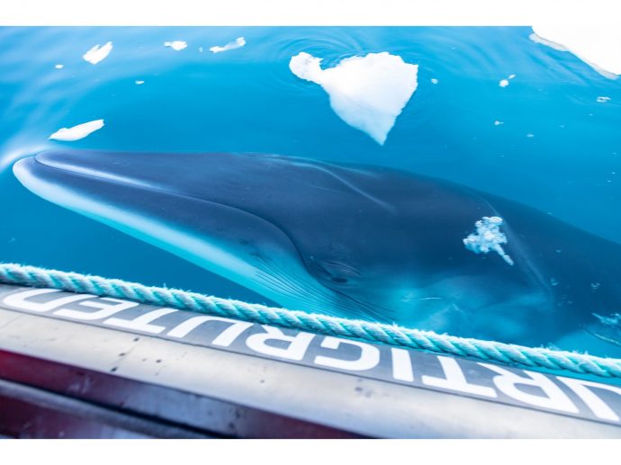 Hurtigruten Expeditions Partners with CA Ocean Alliance to Study & Protect Whales in Antarctica