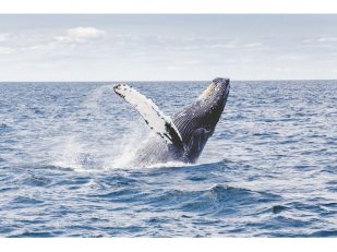 5 Reasons to Go Whale Watching in Australia