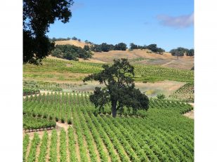 JUSTIN Vineyards & Winery Adds Lewis Cellars To Its Luxury Wine Portfolio