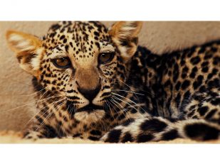 Birth of rare Arabian Leopard cub marks significant milestone -saving critically endangered species